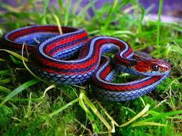 Black And Yellow Kill A Fellow Rhyme San Francisco Garter Snake Colorful Snakes Snake Facts Snake