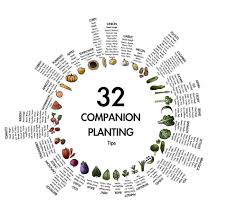 Companion Planting Rochester Urban Agriculture