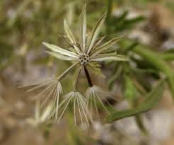 Image result for Pegolettia senegalensis