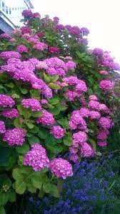 Mes Hortensias Plants Hydrangea Flower Power
