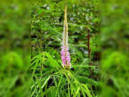 Image result for Uraria