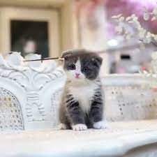 fun forever video cute baby animals cute baby cats cute cats and kittens