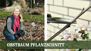 Die beste pflanzzeit für obstbäume ist der herbst. Obstbaume Obstgeholze Gunstig Kaufen Fur Garten Balkon