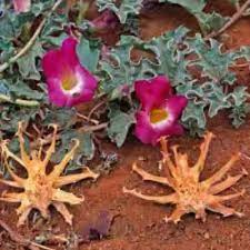 Image result for Harpagophytum procumbens