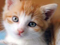 Luxurious collections of furnishing fabrics and wallpapers. Wallpaper Kucing Hitam Cat Blue Whiskers Felidae Small To Medium Sized Cats Black Cat Nose Eye Snout Close Up 2058489 Wallpaperkiss
