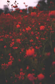 Use images for your pc, laptop or phone. Aesthetic Wallpapers Discontinued Red Wallpapers Wattpad