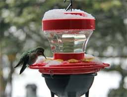 Storing this homemade hummingbird food recipe. How To Feed Hummingbirds In Winter Cold Hummingbird Food Feed Hummingbirds Hummingbird Food Mixture