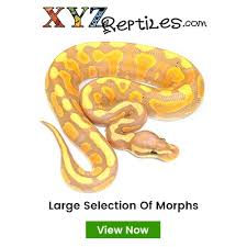 Morph List World Of Ball Pythons