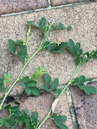 Image result for Indigofera spicata