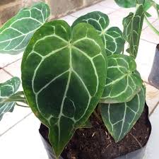 Kuping gajah dengan nama latin anthurium crystallinum adalah tanaman hias daun yang banyak ditanam untuk menghias ruangan maupun halaman rumah. Jual Terbaru Tanaman Kuping Gajah Tanaman Hias Kuping Gajah Anthurium Crystallinum Di Lapak Siolud Shop Bukalapak