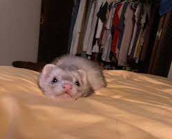I can't believe she's real, she's so cute :): ferrets