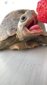 Turtle eating strawberry gif sd gif hd gif mp4. Video Turtle Eating A Strawberry Turtle Eating Strawberry Cute Turtles Pet Turtle