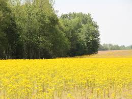 Blooms fade to form upright seed pods that explode when ripe, flinging seeds away from the mother plant. Don T Eat These Daisies