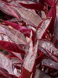 Image result for Iresine lindenii