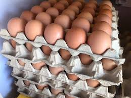 Harga telur blitar merupakan acuan standar harga telur secara nasional. Telur Gred A Gred B Dah Delisha Bakery Delight Facebook