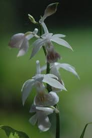 Image result for Calanthe