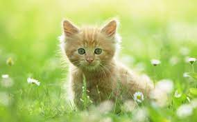 Free Cute Kitten Wallpapers Kittens Cutest Kitten Wallpaper Animals Beautiful