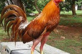 Pin En Gallos De Pelea