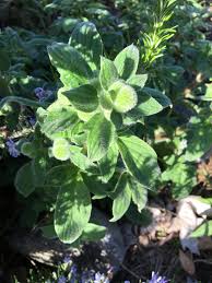 Image result for Pycnostachys parvifolia
