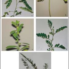 Image result for Schizostephanus alatus