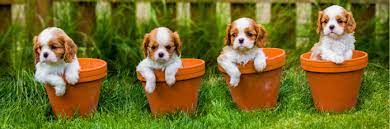 Princess mary has a new pet dog, grace. Cavalier King Charles Spaniel Ausfuhrliche Rassebeschreibung