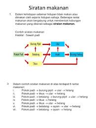 Namun sebelum itu, kalian masih ingat apa itu rantai makanan? Siratan Makanan