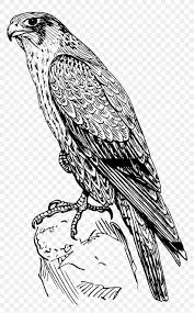 Peregrine Falcon Coloring Book Drawing Bird Png 1489x2400px Falcon American Kestrel Art Artwork Bald Eagle Download