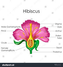 On the other hand, imperfect flowers are unisexual, that is, they have either male or female reproductive part. The Best Hibiscus Flower Parts Information And Pics Parts Of A Flower Hibiscus Flower Drawing Hibiscus Flowers