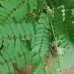 Image result for Abrus canescens