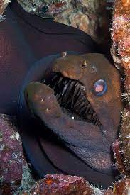 The Ocean Is Wonderful Ocean Creatures Sea Animals Underwater Creatures