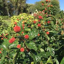 Image result for Cephalanthus