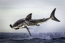 pin by kursad l on living from the sea shark photos white sharks great white shark