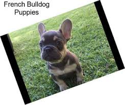 Our puppies are snuggled from day one from our two children. French Bulldog Dogs For Sale In San Jose Agriseek Com