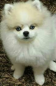 Pin On Animals Pomeranians