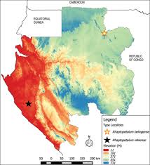 Image result for Rhaptopetalum roseum