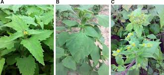 Image result for Sigesbeckia