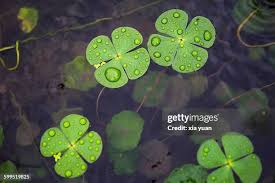 Image result for Marsilea aegyptiaca