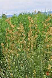 Image result for Cladium mariscus