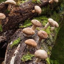 Image result for Lentinus edodes