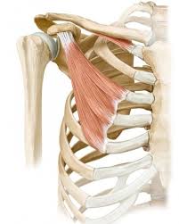 What Are Your Shoulders Doing In Upward Dog Yoga Anatomy Upward Facing Dog Muscle Anatomy