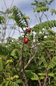 Image result for Rourea orientalis