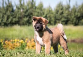 Cel mai scump caine din lume. Top 10 Cei Mai Scumpi Caini Din Lume Aflati Ro