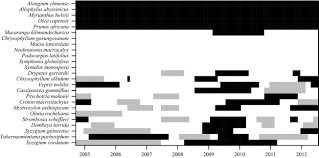 Image result for Chrysophyllum gorungosanum