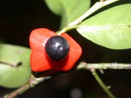 Image result for Heisteria