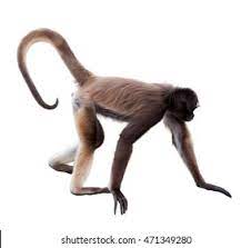 In spite of its thumbless hands, this lanky potbellied primate can move swiftly through the trees, using its long tail as a fifth limb. Longhaired Spider Monkey Ateles Belzebuth Isolated Stock Photo Edit Now 471349280