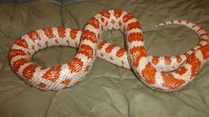 Red Red Candy Cane Corn Snake Cute Snake Corn Snake Blue Tongue Skink