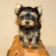 Chorkie Puppies For Sale Puppyspot Puppies Best Dog Breeds Puppies For Sale