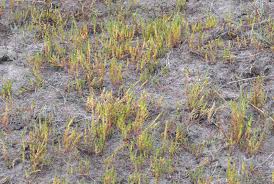Image result for Rotala tenella