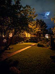 Raccoon, skunk, fox, cat, black bear, possum, rabbit and more! My Backyard At Night Cozyplaces