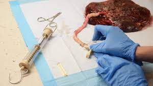 After your baby is born, the umbilical cord and placenta are usually thrown away. Cord Blood Collection Root3 Labs